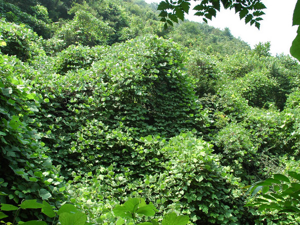 綠色天棚